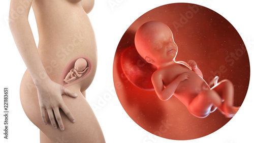 Foto pregnant woman with visible uterus and fetus week 23
