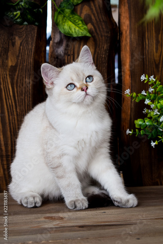 kitten cat scottish straight, lop-eared fluffy, animal