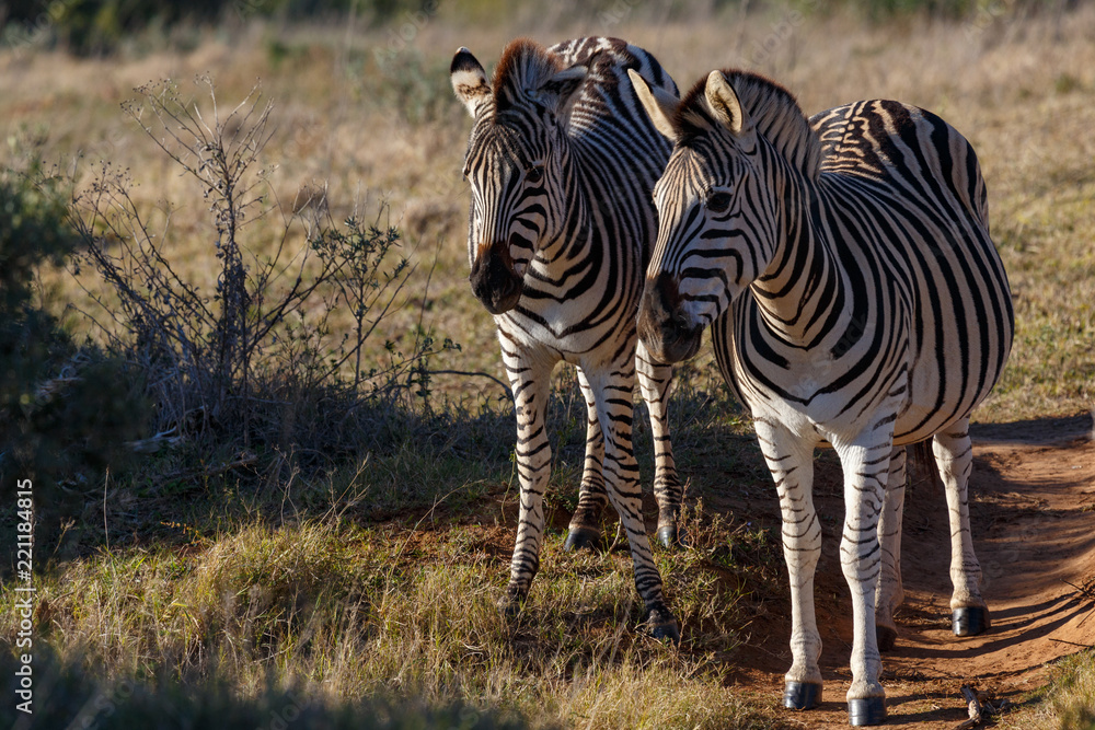Obraz premium Two Zebras standing side by side