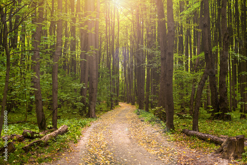 gorgeous autumn yellow forest panorama with the sun ray through trees