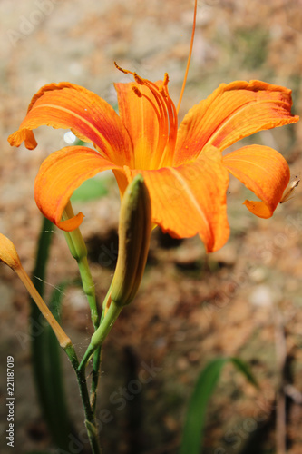 Fototapeta Naklejka Na Ścianę i Meble -  Foto de lirio naranja 
