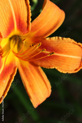 Fototapeta Naklejka Na Ścianę i Meble -  Foto de lirio naranja 