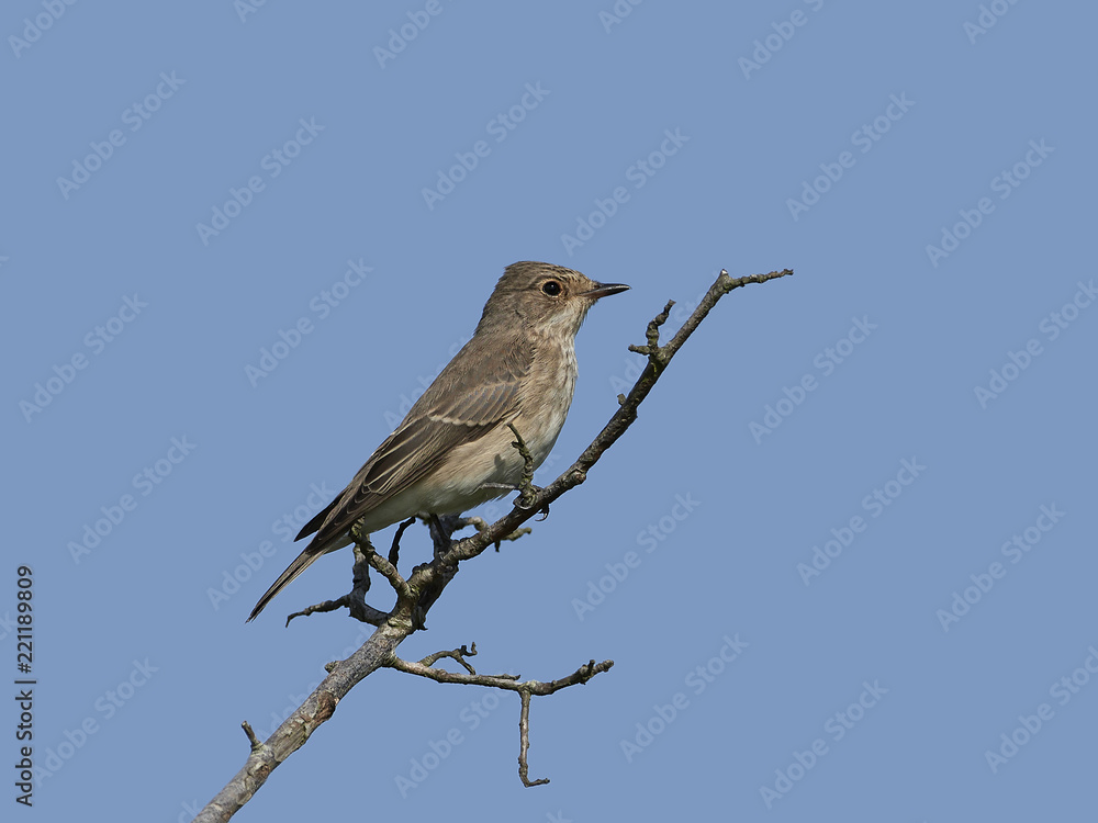 Fototapeta premium Spotted flycatcher (Muscicapa striata)