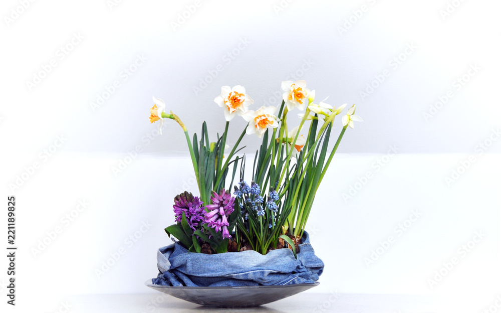 Decorate with flowers. Spring flowers - Narcissus, Hyacinth, Grape-hyacinth in colors. Jeans wrapped around it.