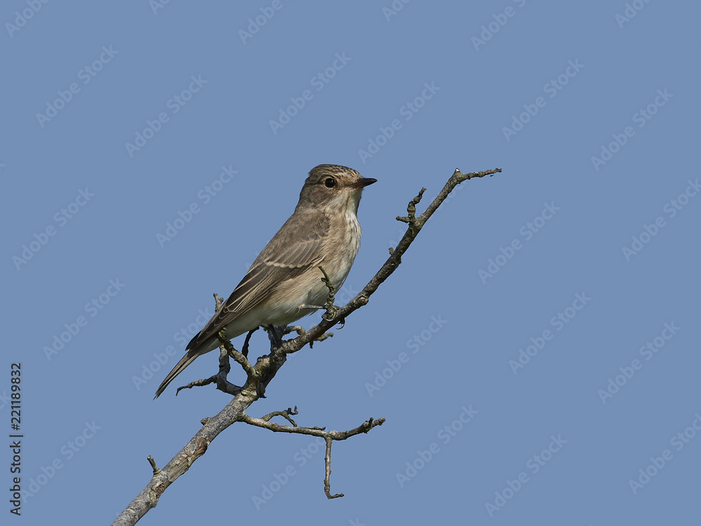 Spotted flycatcher (Muscicapa striata) Spotted flycatcher (Muscicapa striata)