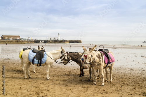Small group of donkeys at a sandy beach resort in UK.