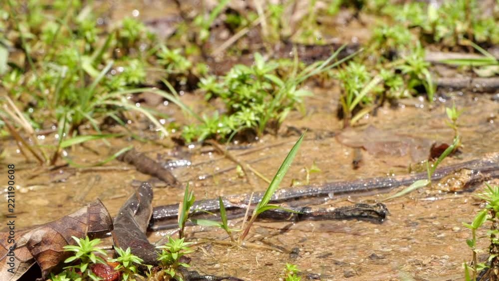 Crested Forest Toad (Rhinella margaritifera) leaping in slow motion from wet ground in the Ecuadorian Amazon Crested Forest Toad (Rhinella margaritifera) leaping in slow motion from wet ground in the Ecuadorian Amazon