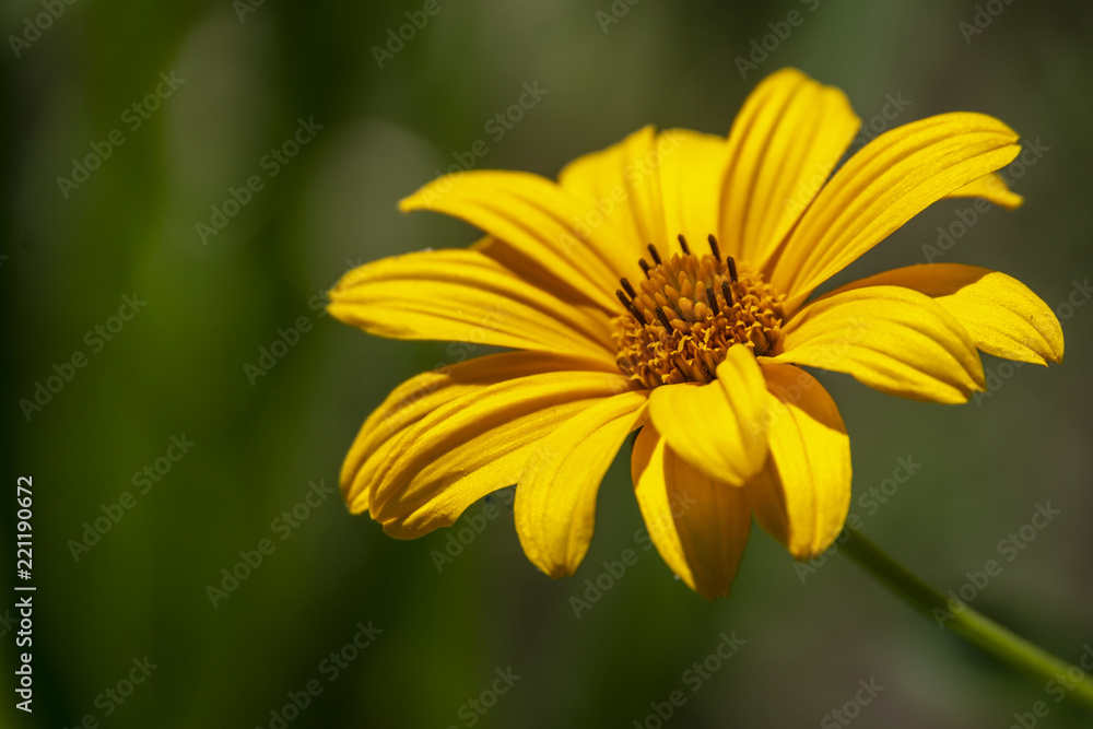 Macro of a beautiful orange calendula flower on a soft green background. Natural sunlight. Focus on the middle of the flower. Macro of a beautiful orange calendula flower on a soft green background. Natural sunlight. Focus on the middle of the flower.