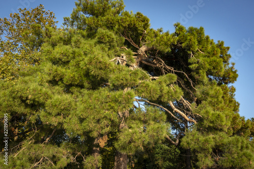 One of the older Pitsunda pine 'Pinus brutia pityusa' on the embankment of spa town Gelendzhik.  photo