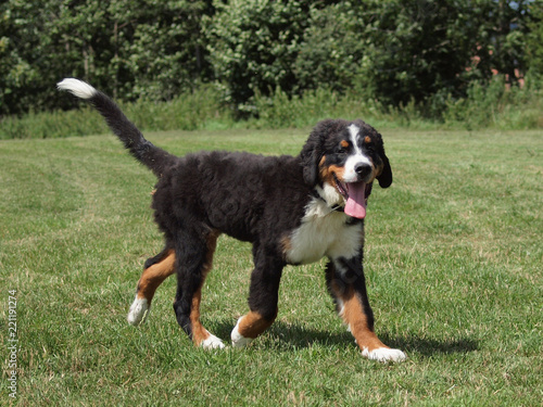 Berner Sennenhund