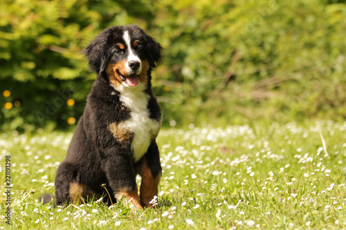 Berner Sennenhund