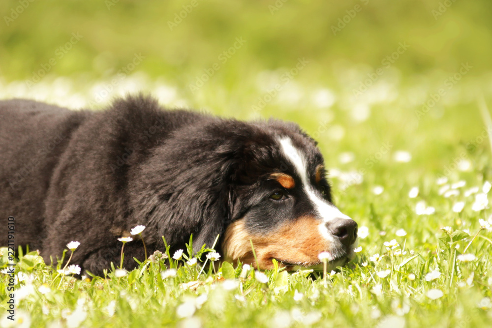 Fototapeta premium Berner Sennenhund