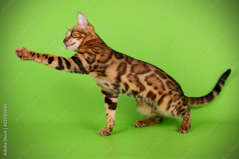 Obraz premium Bengal cat on colored backgrounds