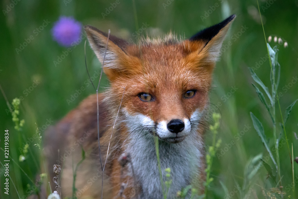 Fototapeta premium Red fox portrait