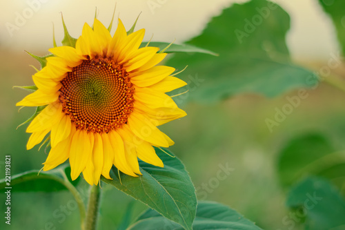 Fototapeta Naklejka Na Ścianę i Meble -  Sunflower in the field at sunset of the day
