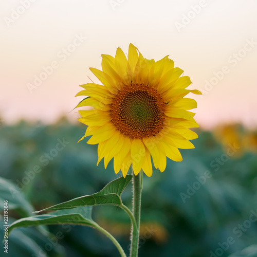 Fototapeta Naklejka Na Ścianę i Meble -  Sunflower in the field at sunset of the day