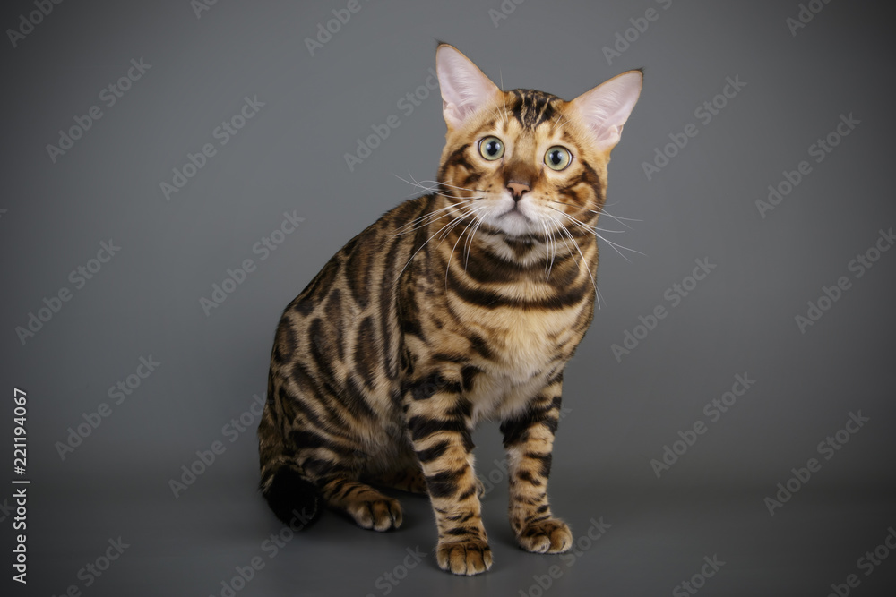 Bengal cat on colored backgrounds