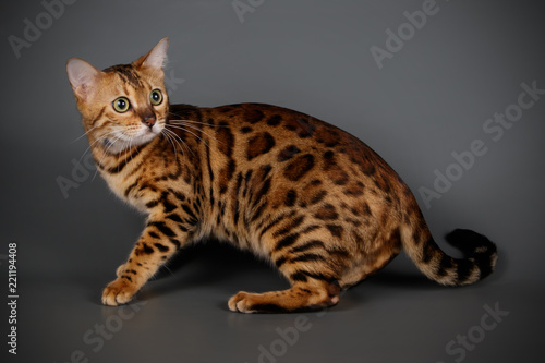 Bengal cat on colored backgrounds