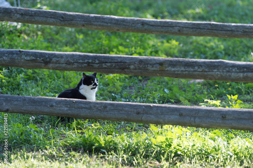 black and white farm cat