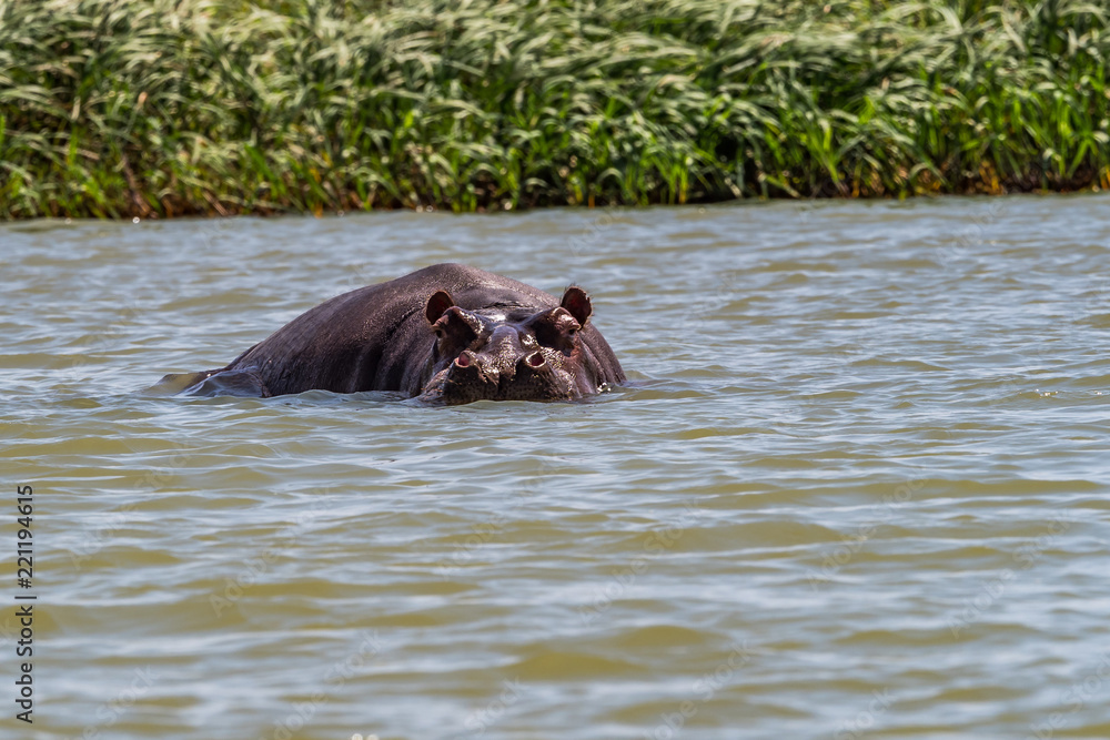 Fototapeta premium Äthiopien - Nilpferd im Tanasee