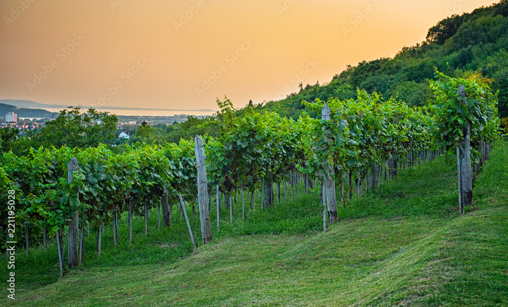 Nice vineyard in Hungary at lake Balaton Nice vineyard in Hungary at lake Balaton