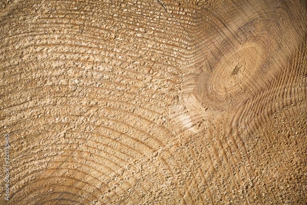 Fototapeta premium Cut tree log. Close up of wood texture background