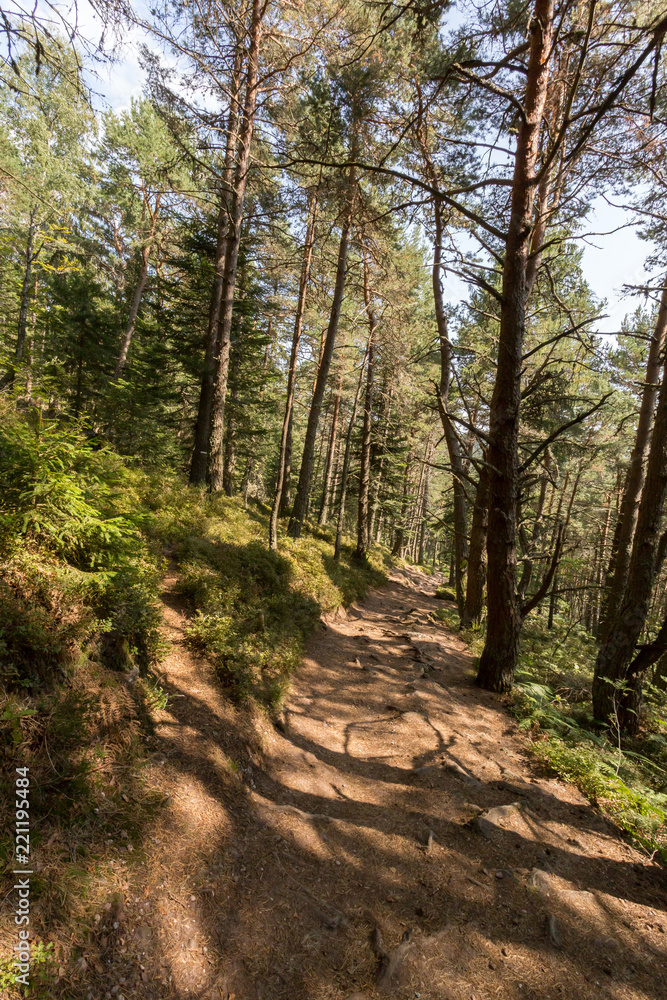 Sentier en forêt Sentier en forêt