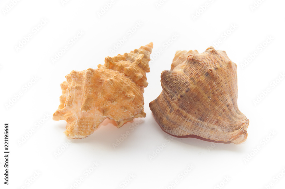 large seashells on a white background large seashells on a white background