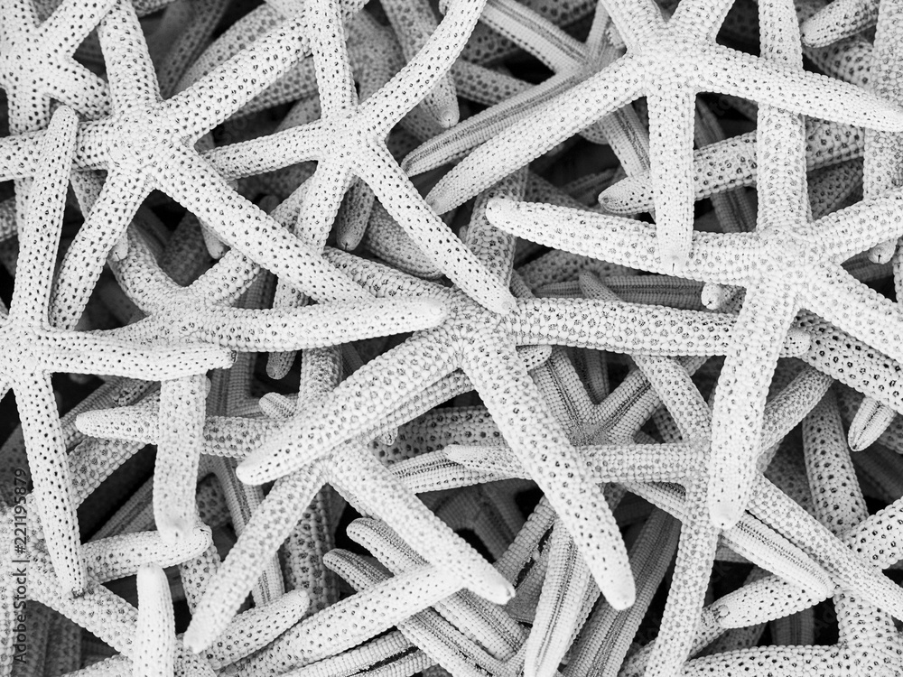 Sea stars as a natural background Sea stars as a natural background