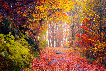 Wandcirkels Herfst Levendig gekleurd herfstbos in oktober  © alexugalek