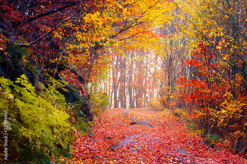 Colorful autumn forest