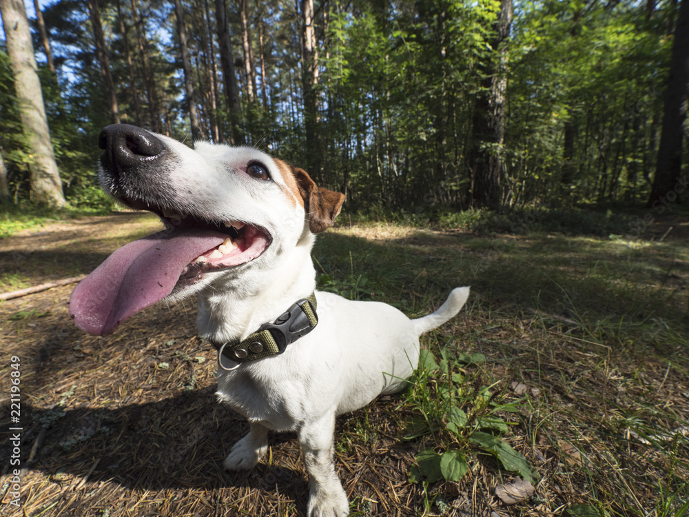 Jack russel on summer forest. Jack russel on summer forest.