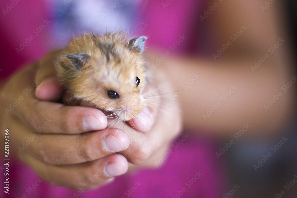 Fluffy hamster is held in the palms Fluffy hamster is held in the palms