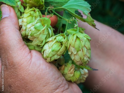 Branch of green fresh hop cones for beer and bread production in female hands