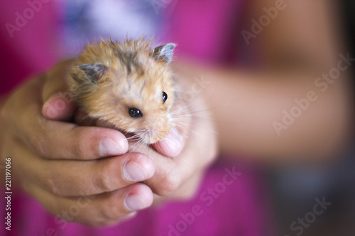 Fluffy hamster is held in the palms