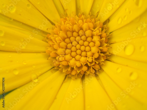 Detail view of marigold with rains drops