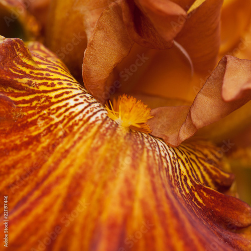 unusual bright tiger iris with a beautiful striped pattern on the petals