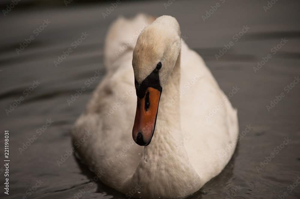 Obraz premium Одинокий Лебедь