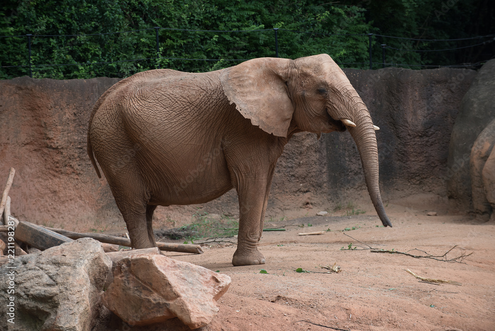 Naklejka premium Animals of the Zoo - Elephants