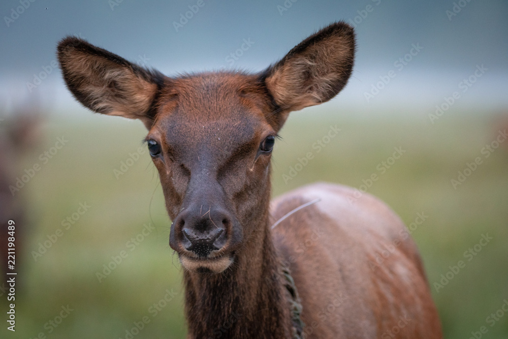 Young Elk