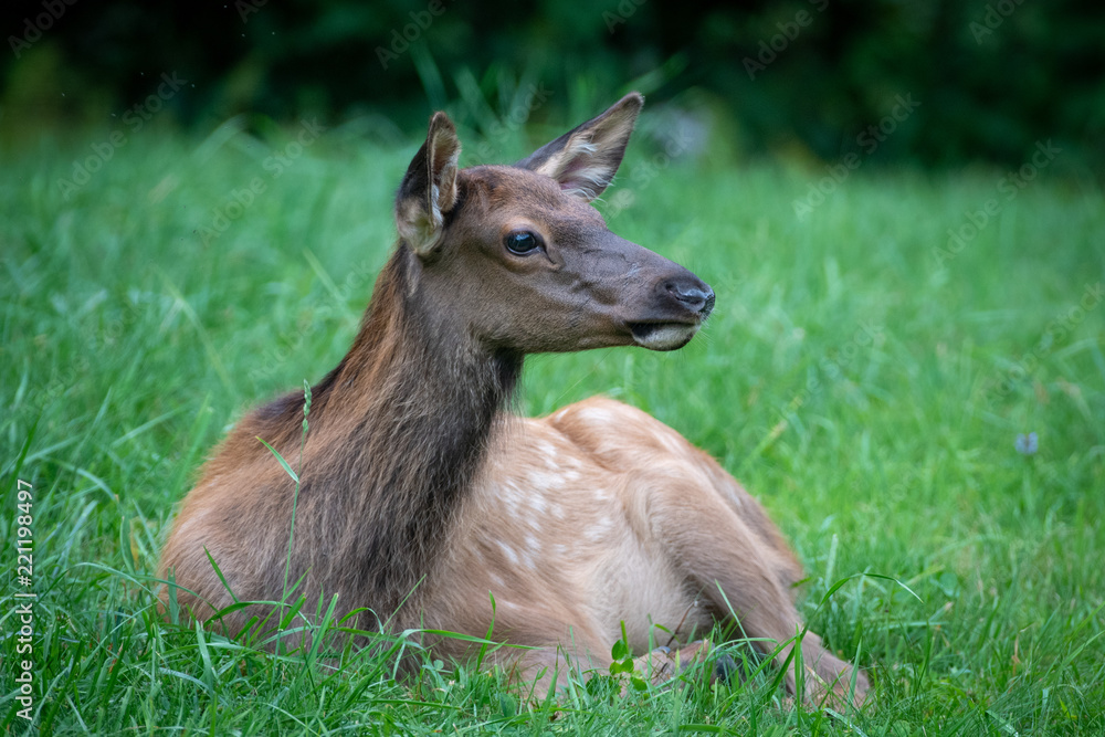 Fototapeta premium Young Elk laying in the grass