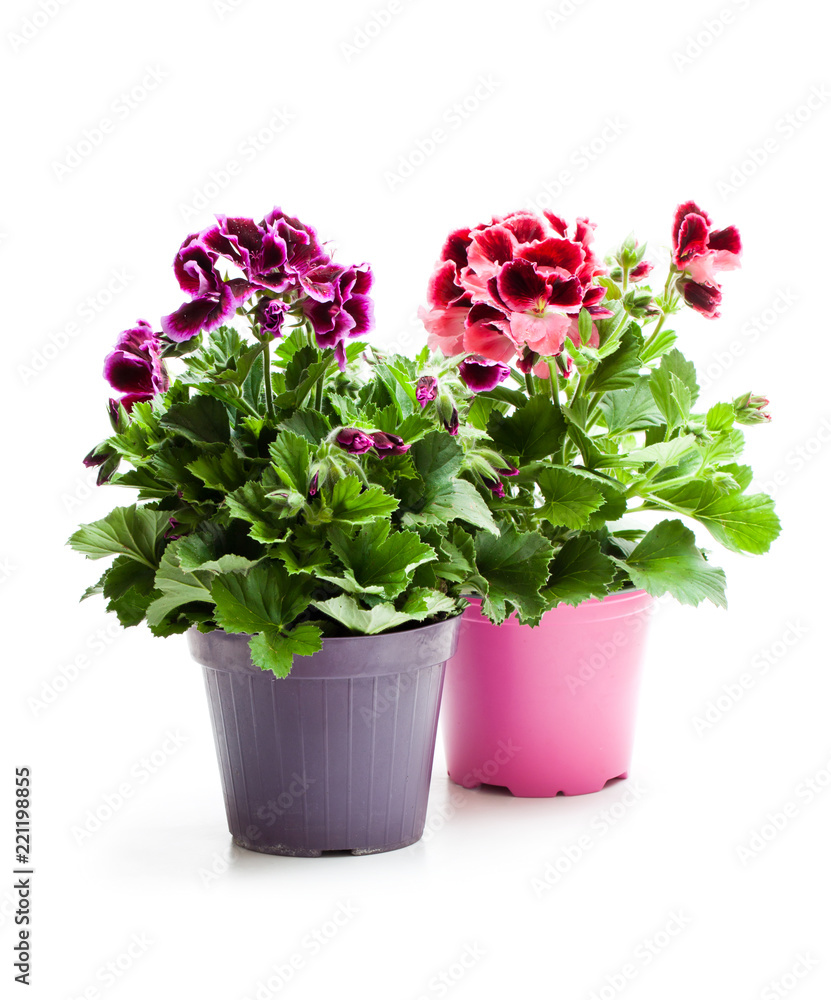 Colorful Pelargonium flowers in flowerpot isolated on white