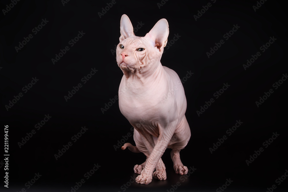 Don Sphinx cat on colored backgrounds