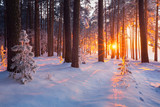 Winter forest