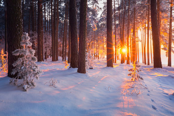 Tableau sur plexiglas Hiver Arbres enneigés dans une forêt en hiver  © alexugalek