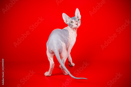 Don Sphinx cat on colored backgrounds © Aleksand Volchanskiy