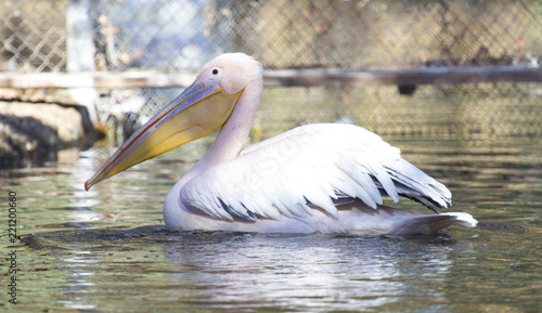 pelican at the zoo