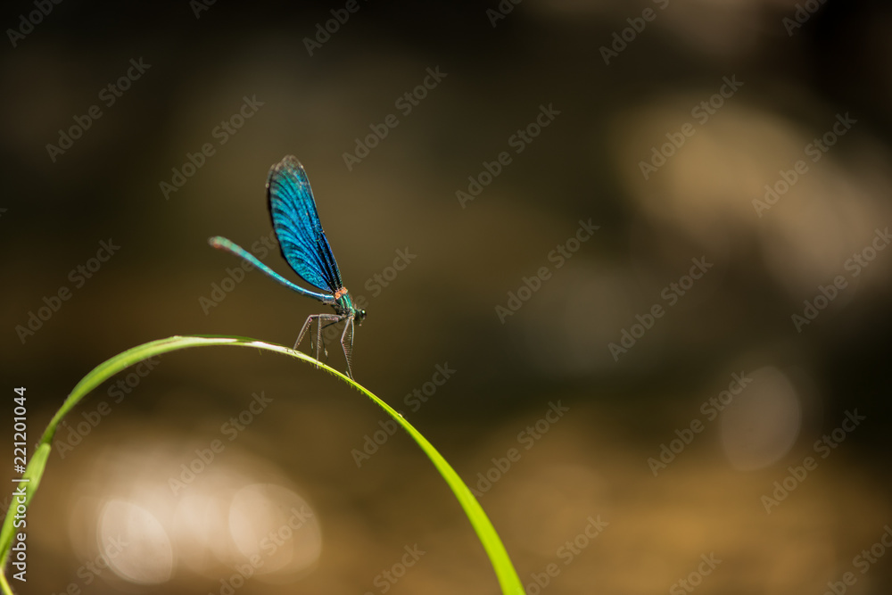 Libellula
