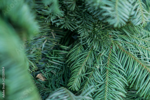 Fototapeta Naklejka Na Ścianę i Meble -  texture background of a furry tree branches for a Christmas card