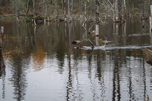 Beaver in pond + tail slap